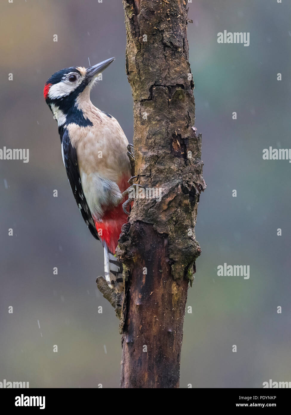 Picchio rosso maggiore; Dendropocos principali Foto Stock