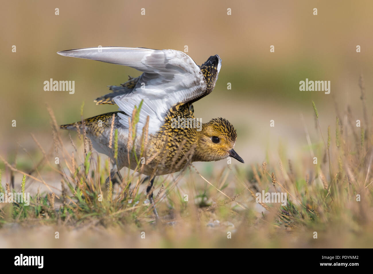 Golden Plover; Pluvialis apricaria Foto Stock