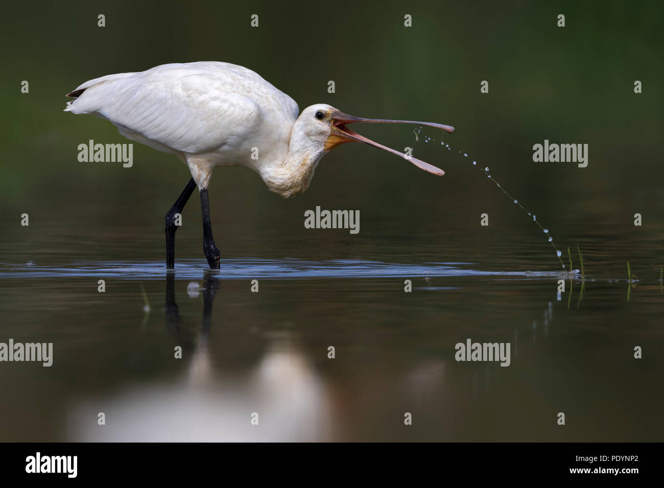 Eurasian Spoonbill; Platalea leucorodia Foto Stock