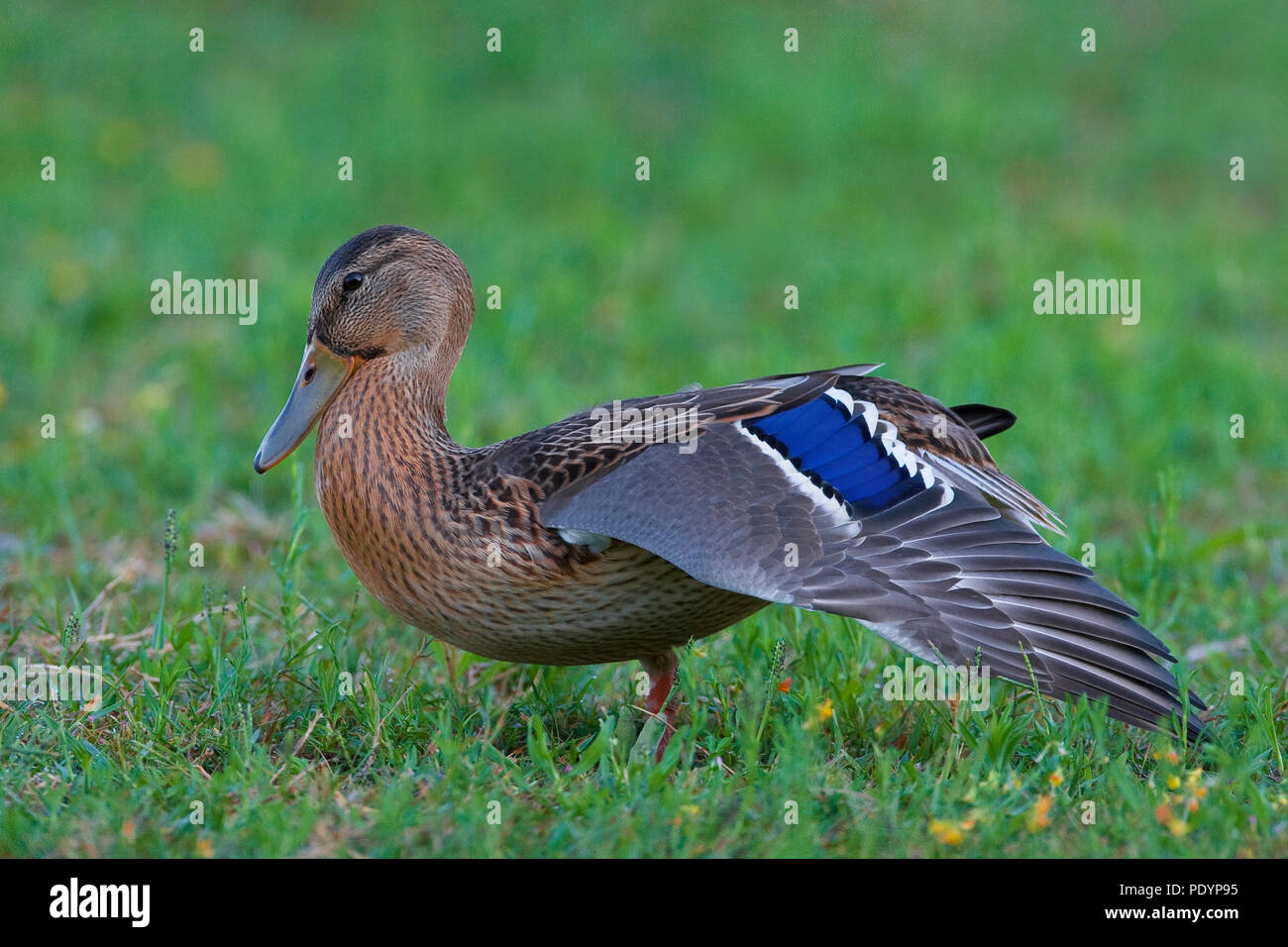 Mallard; Anas platyrhynchos; Wilde eend Foto Stock