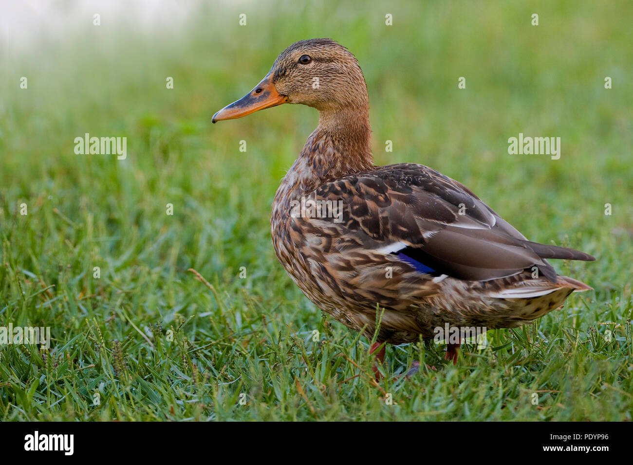 Mallard; Anas platyrhynchos; Wilde eend Foto Stock