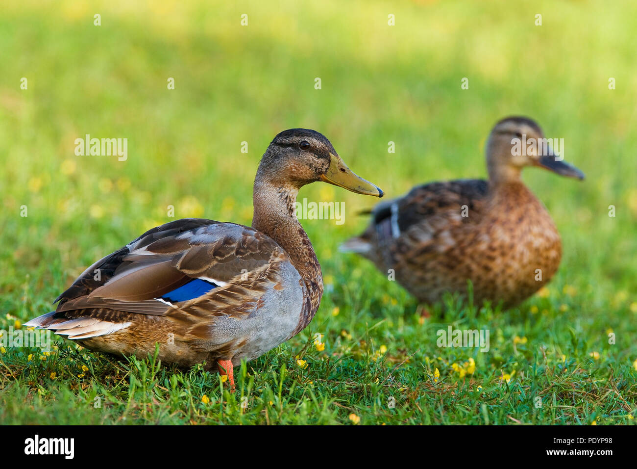 Mallard; Anas platyrhynchos; Wilde eend Foto Stock