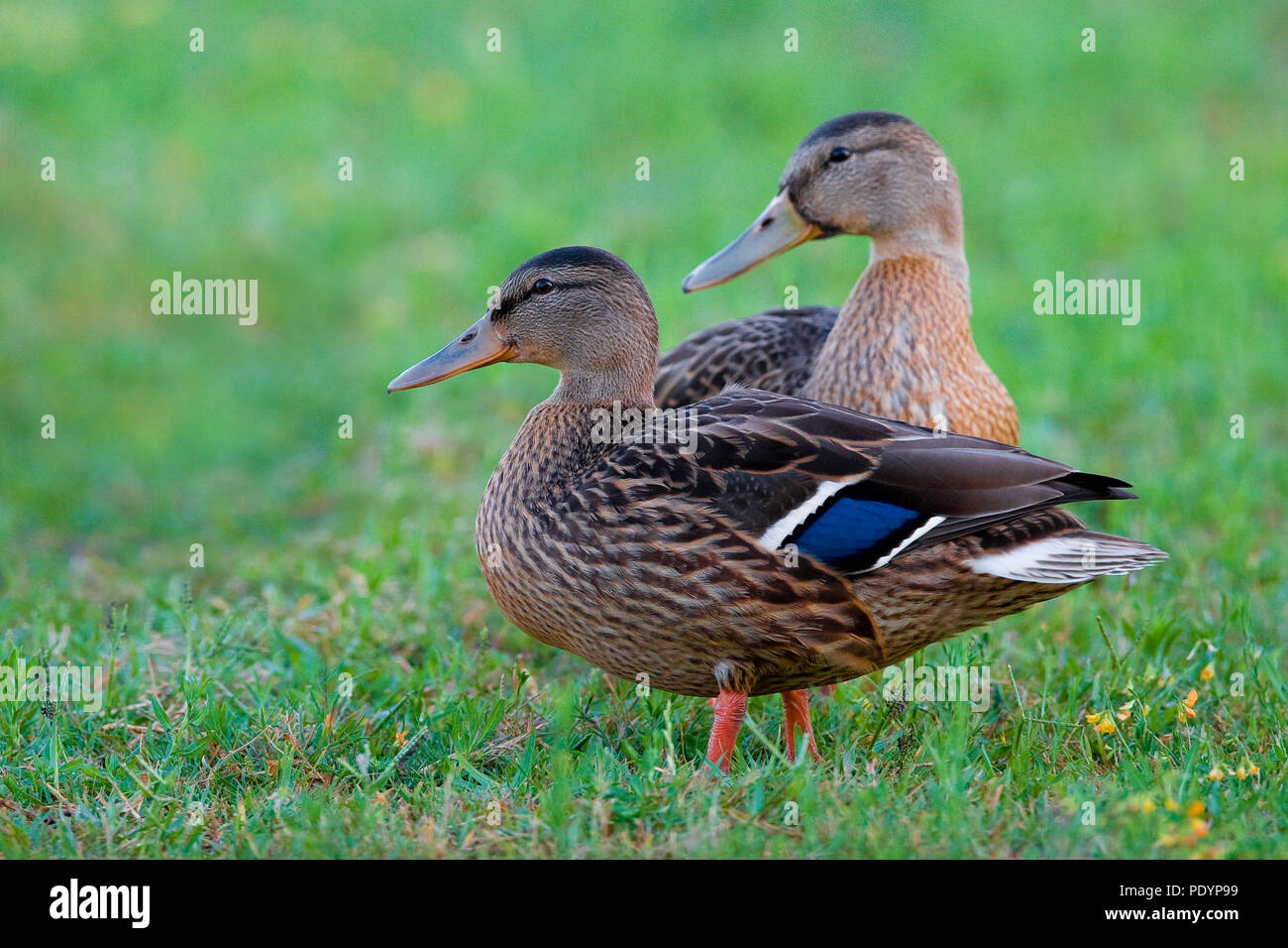 Mallard; Anas platyrhynchos; Wilde eend Foto Stock
