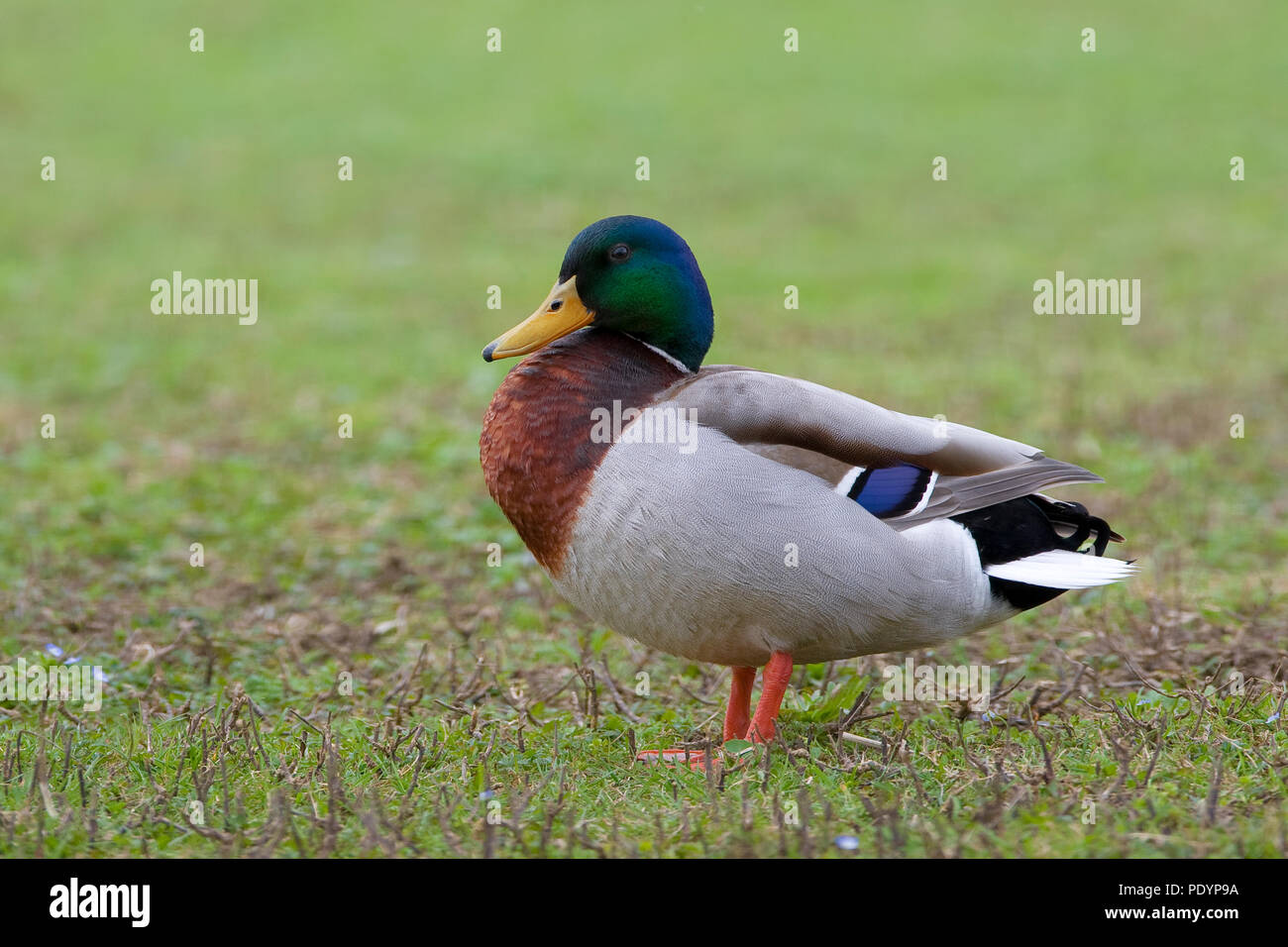 Mallard; Anas platyrhynchos; Wilde eend Foto Stock
