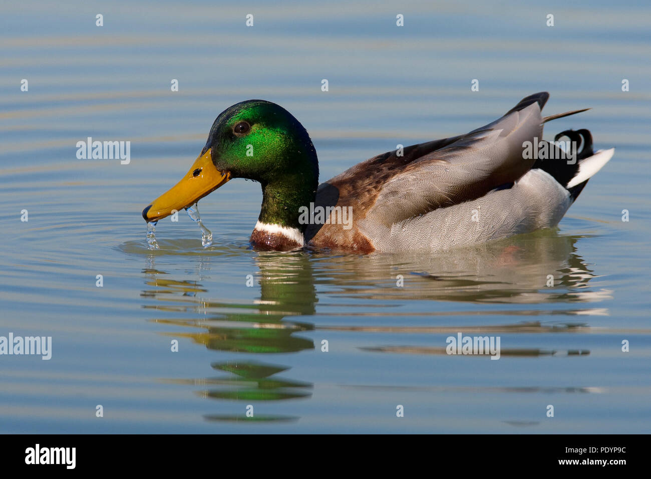 Mallard; Anas platyrhynchos; Wilde eend Foto Stock