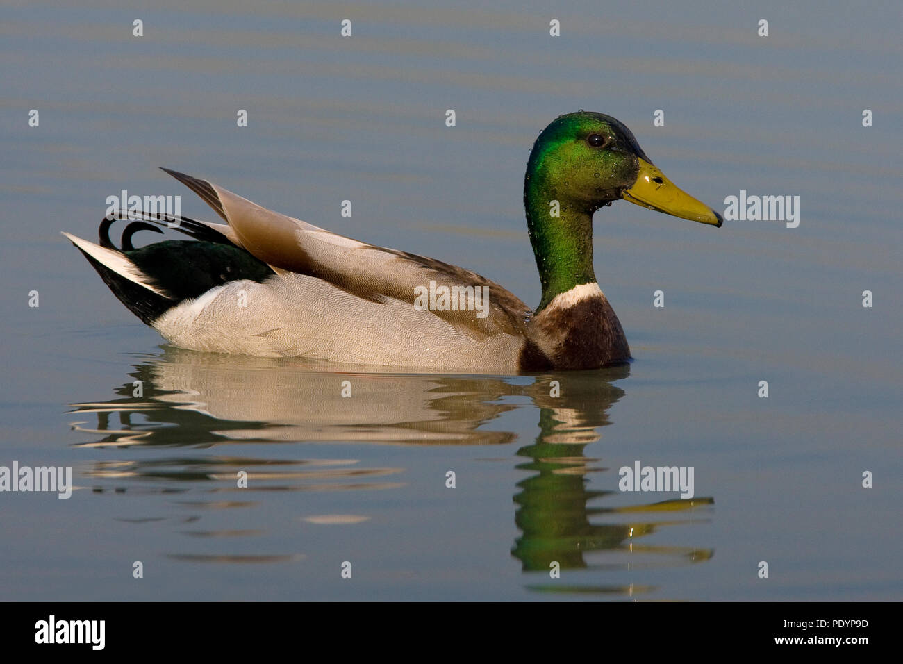 Mallard; Anas platyrhynchos; Wilde eend Foto Stock