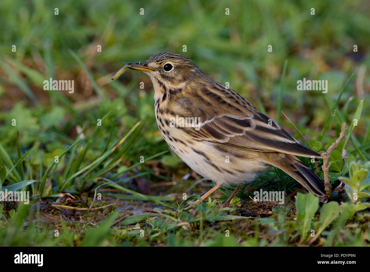 Meadow Pipit; Anthus pratensis; Graspieper Foto Stock