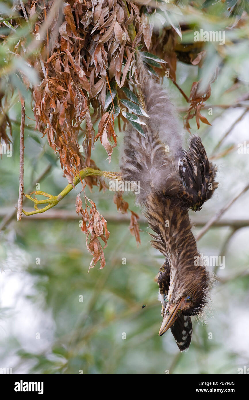 Nitticora; Nycticorax nycticorax; Kwak Foto Stock