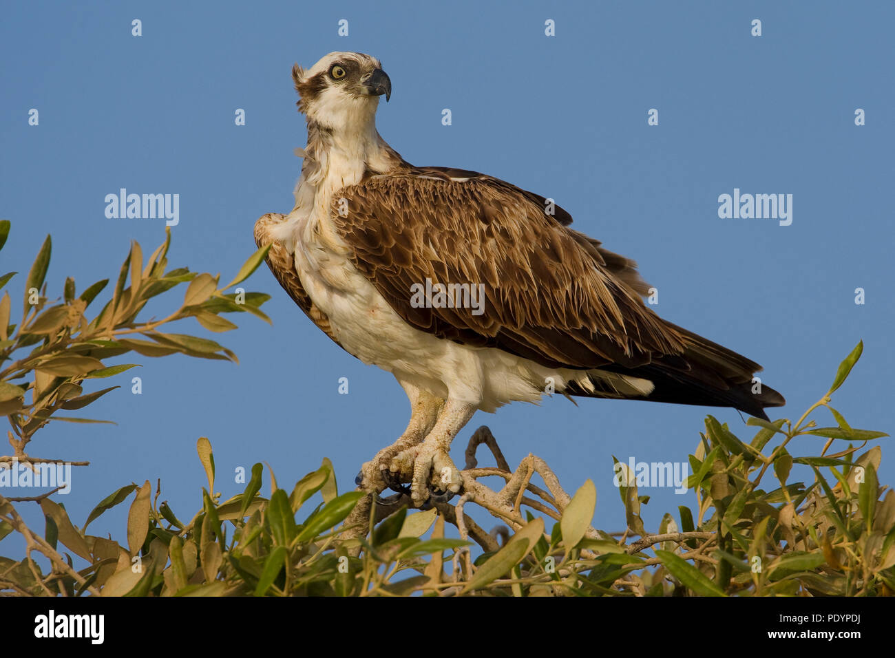 Osprey; Pandion haliaetus; Visarend Foto Stock