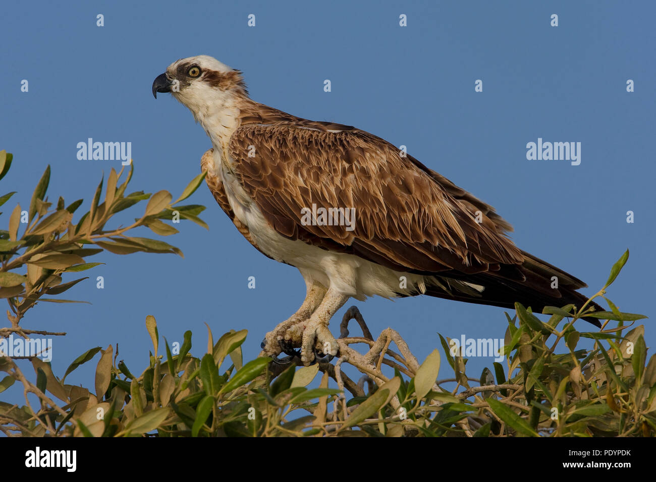 Osprey; Pandion haliaetus; Visarend Foto Stock