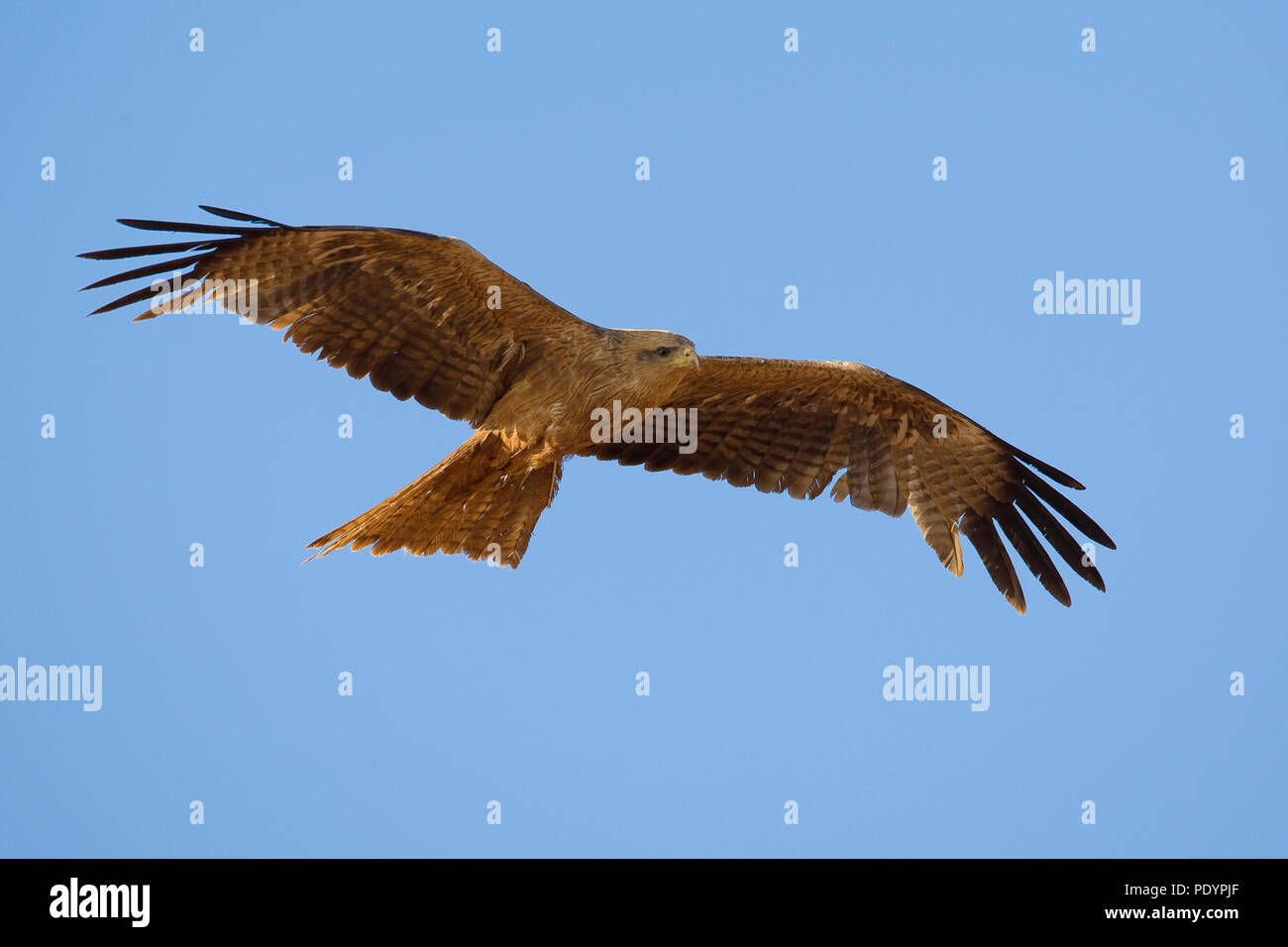 Flying giallo-fatturati Kite; Milvus aegyptius Foto Stock