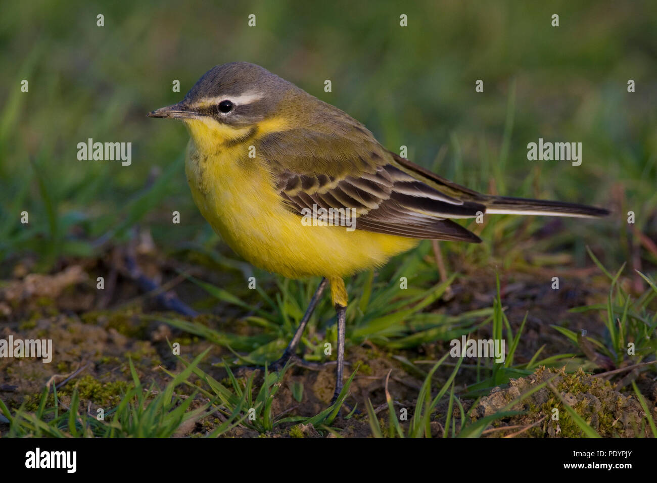 Wagtail giallo; Motacilla flava ; Gele Kwikstaart Foto Stock