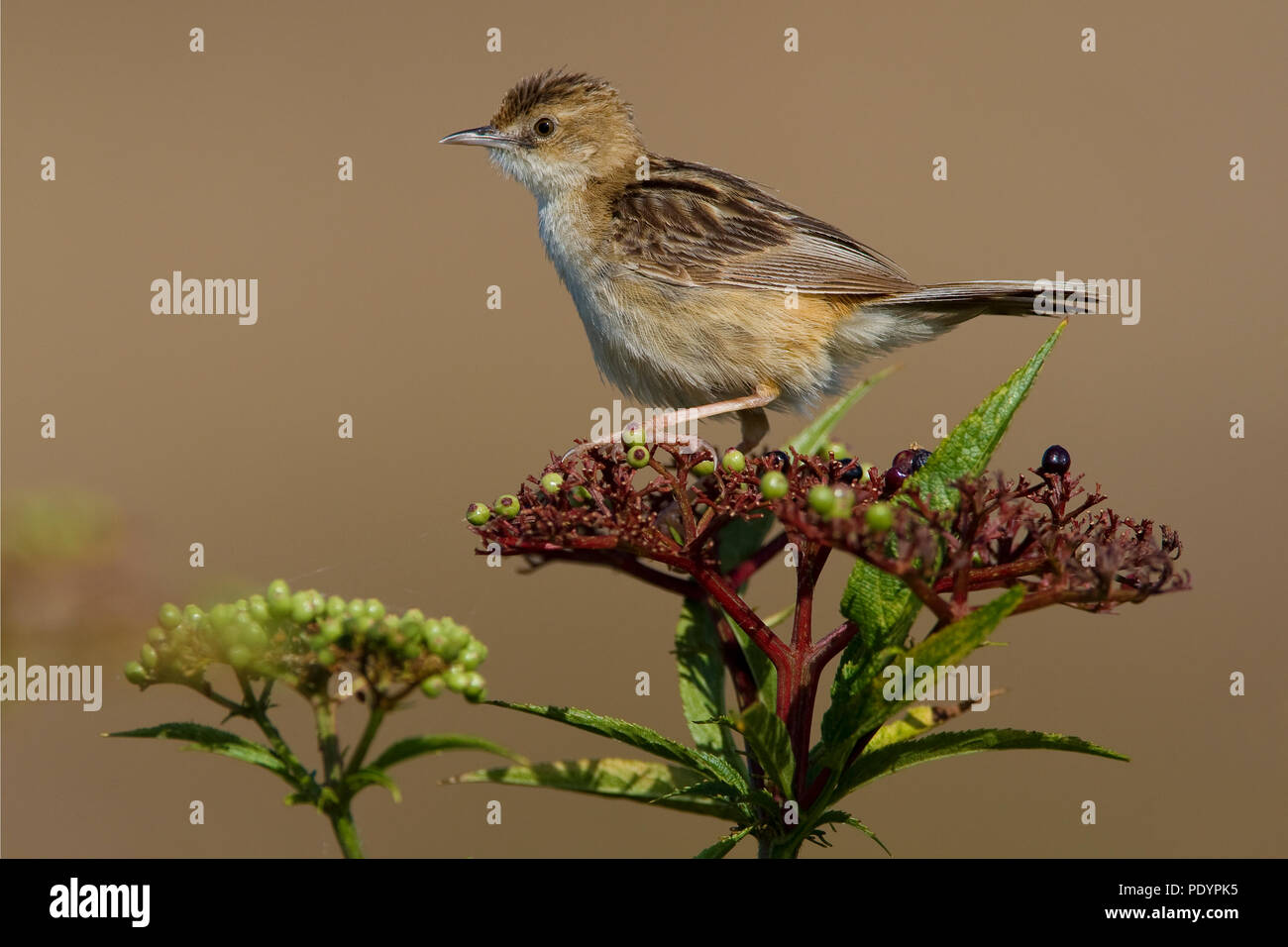 Zitting Cisticola; Cisticola juncidis; Graszanger Foto Stock