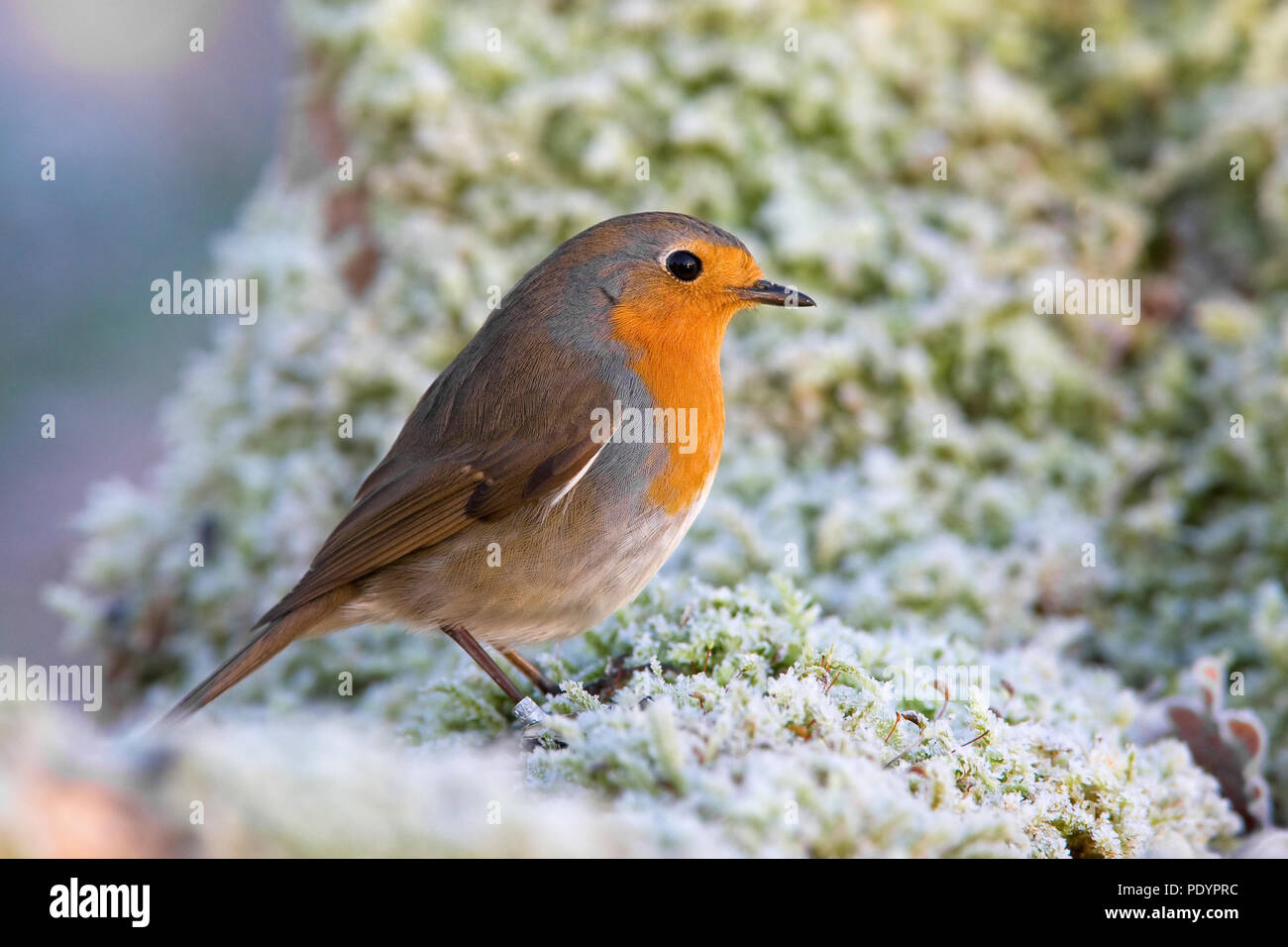 Nastrare Robin in neve. Foto Stock Nastrare Robin in neve. Foto Stock