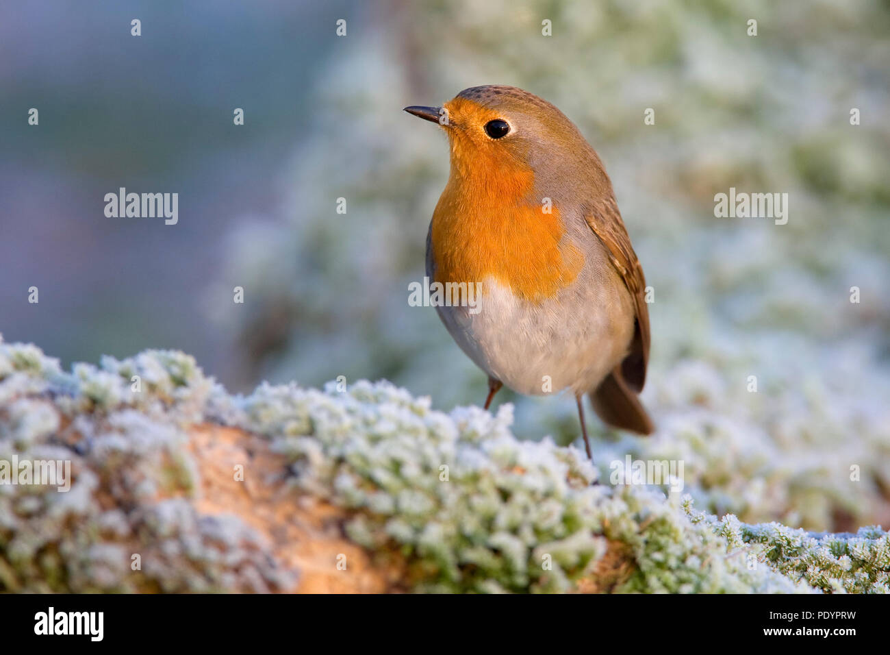 Robin in inverno. Foto Stock