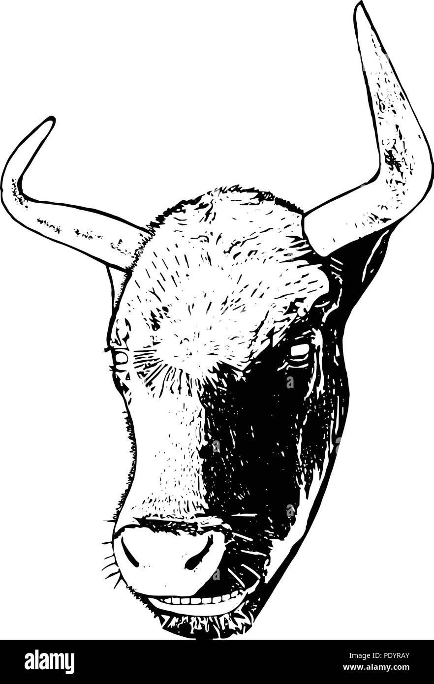 Monocromatico grafico vettoriale di cornuto Shetland mucca con grin, della sola testa. Illustrazione Vettoriale