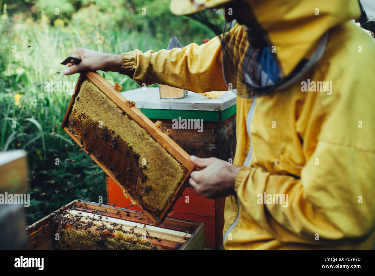 Estrarre il miele da hive su apiario Foto Stock