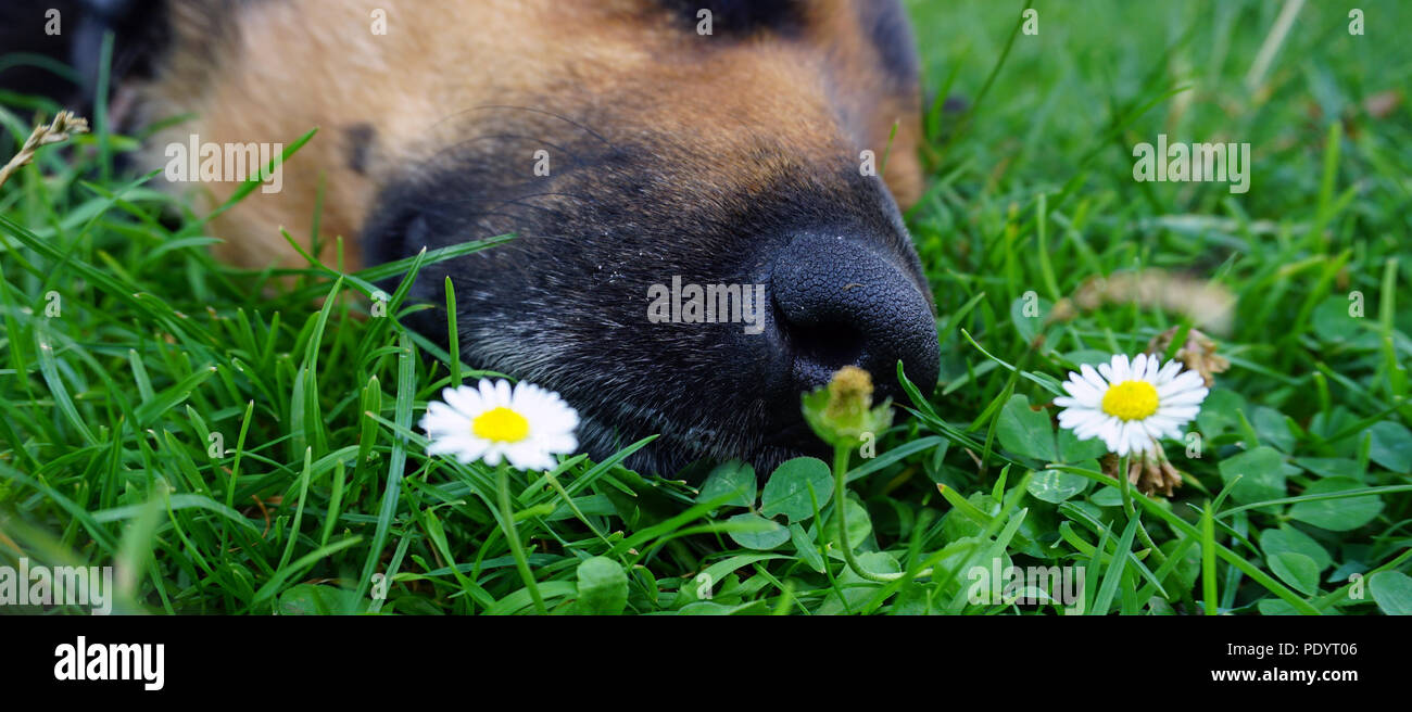 Cane dorme in erba verde e fiori bianchi Foto Stock