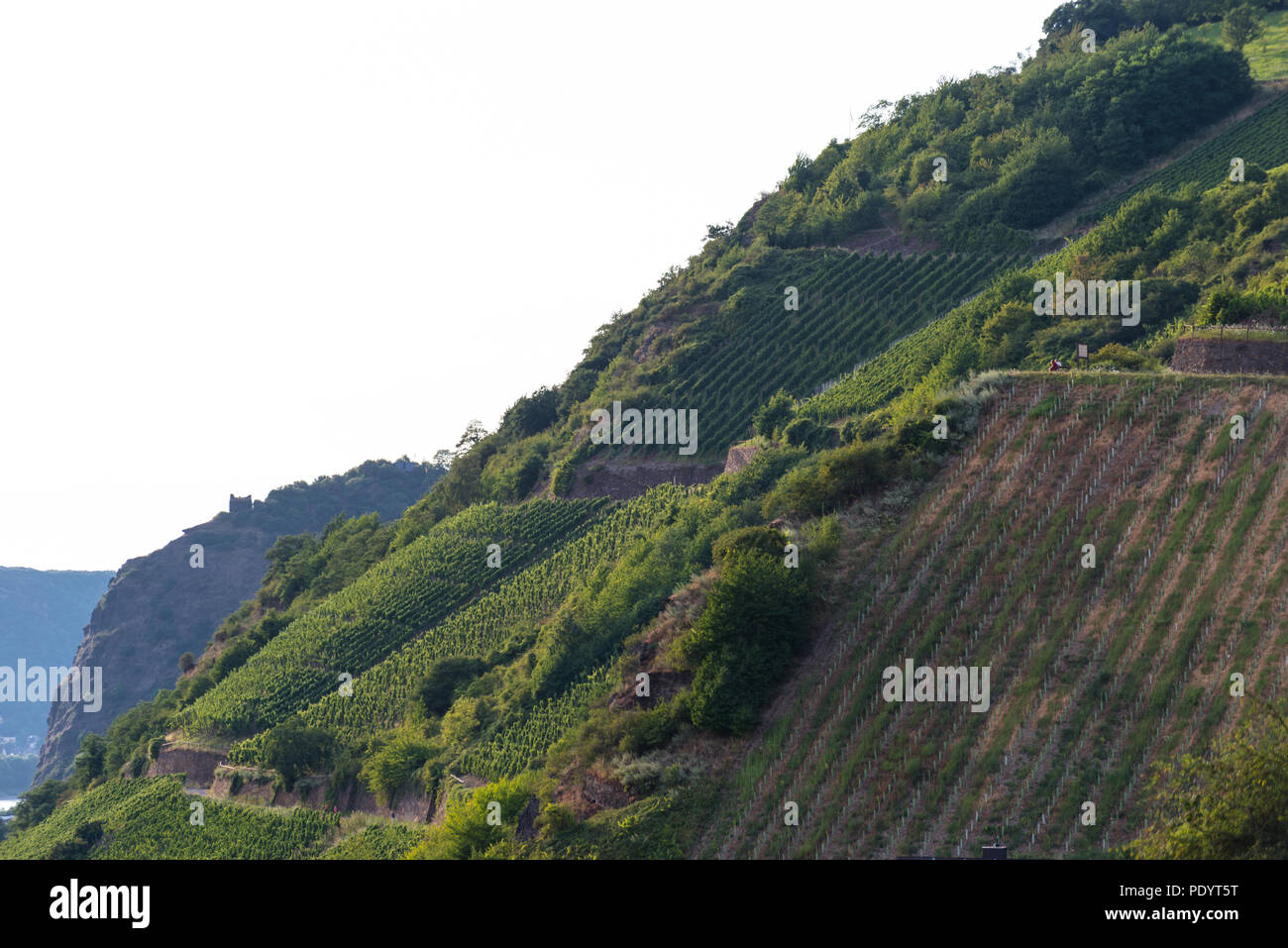 Maturazione uve su una piantagione di vite su un bel caldo e soleggiato, giorno di estate in Germania occidentale. Foto Stock