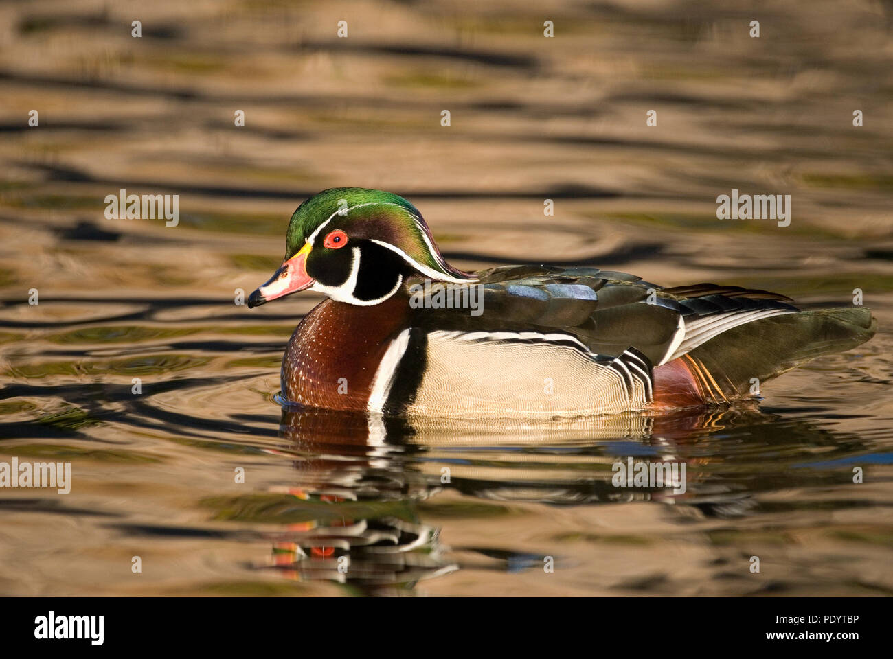 Anatra di legno, Drake, allevamento del piumaggio, San Diego, California Foto Stock