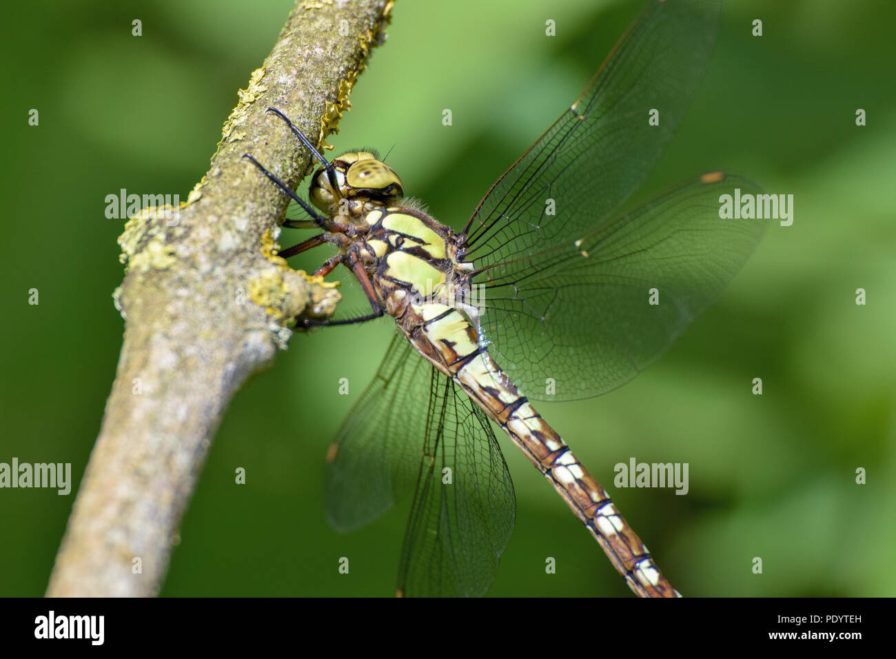 Southern Hawker Libellula Foto Stock