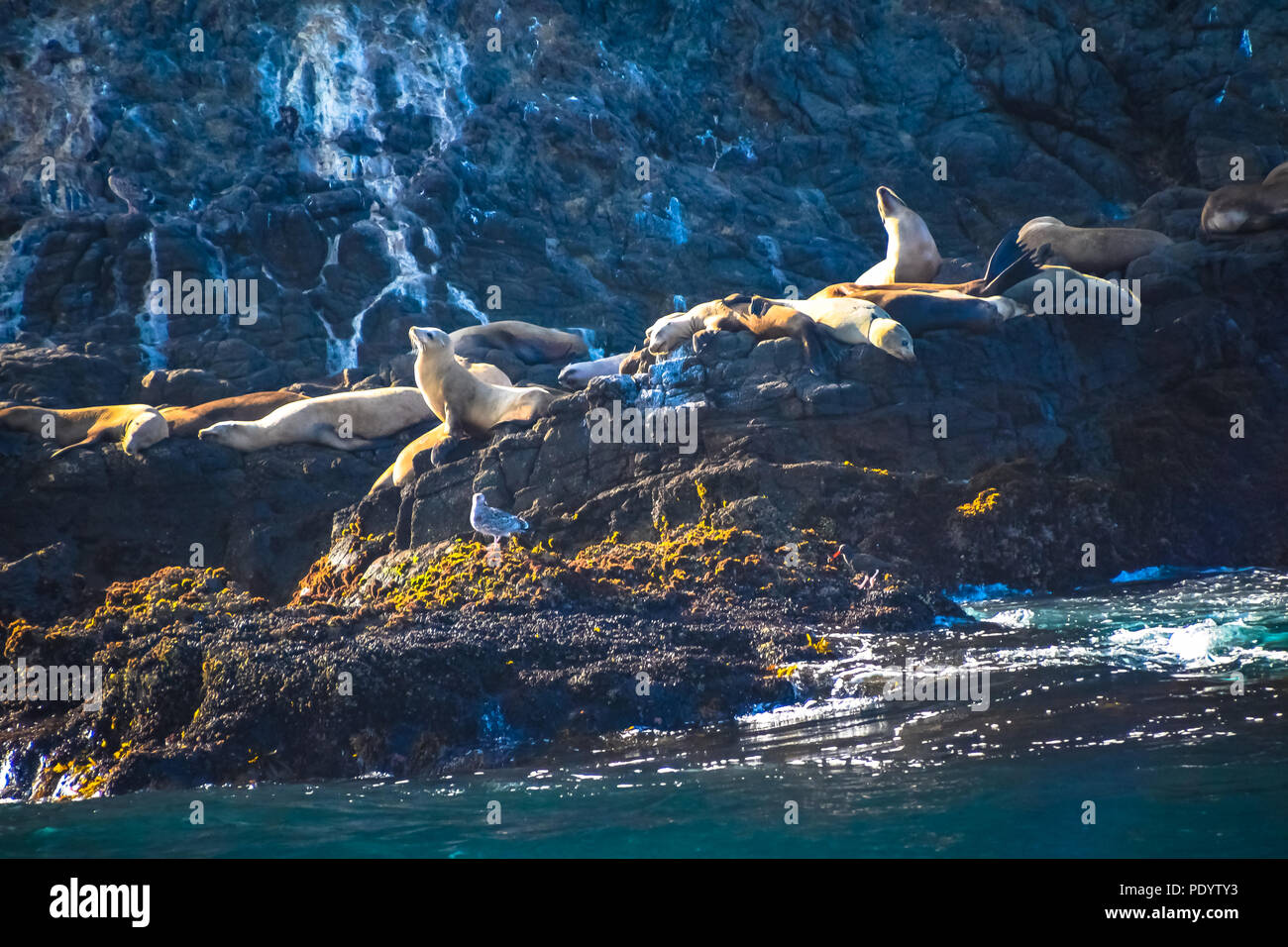 Le guarnizioni di tenuta e i leoni di mare ensoleillement stessi sulle rocce di Anacapa Island nel Parco Nazionale delle Channel Islands, California Foto Stock