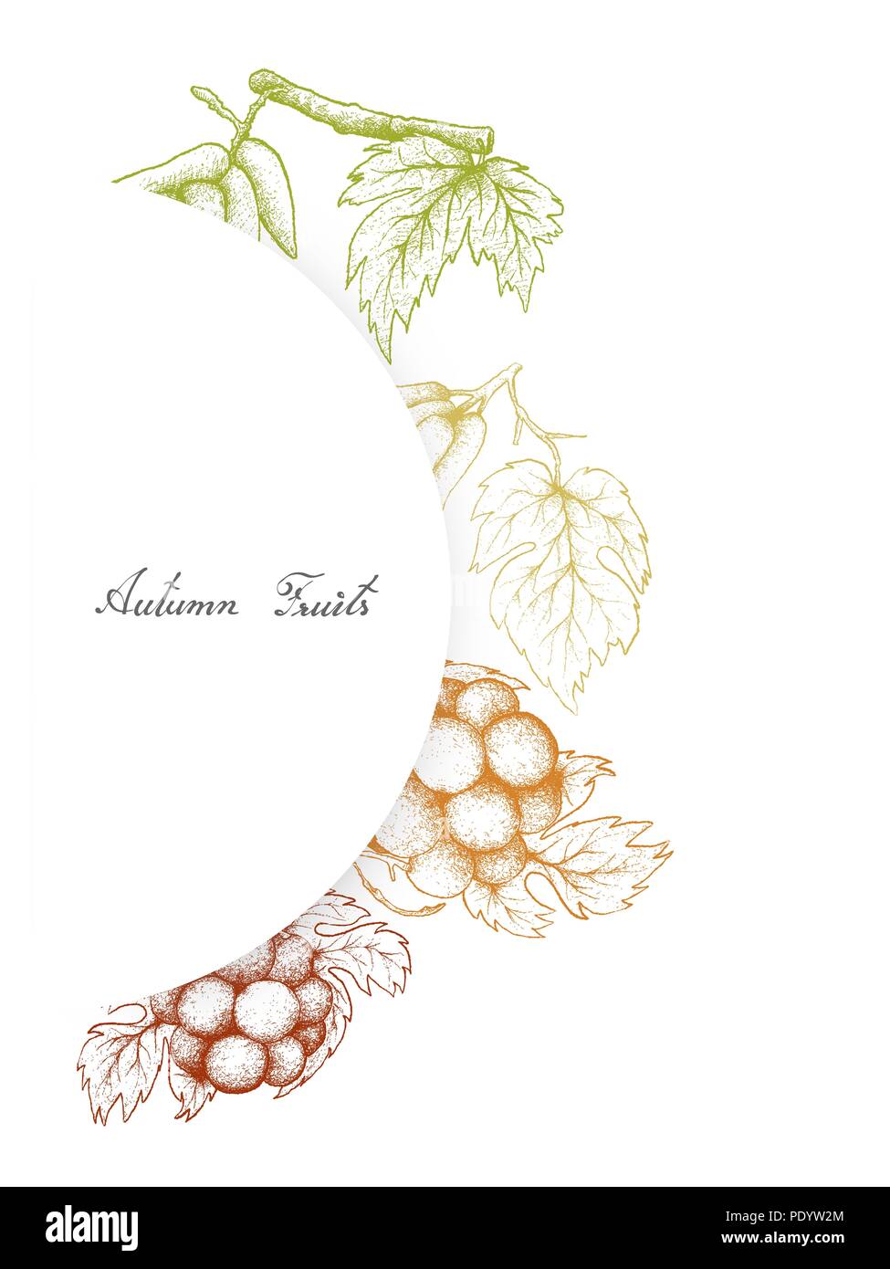 Frutti d'autunno, illustrazione di mano il bozzetto mazzetto di fresco, allungato Luna gocce o strega dita uve e Pione uva. Foto Stock