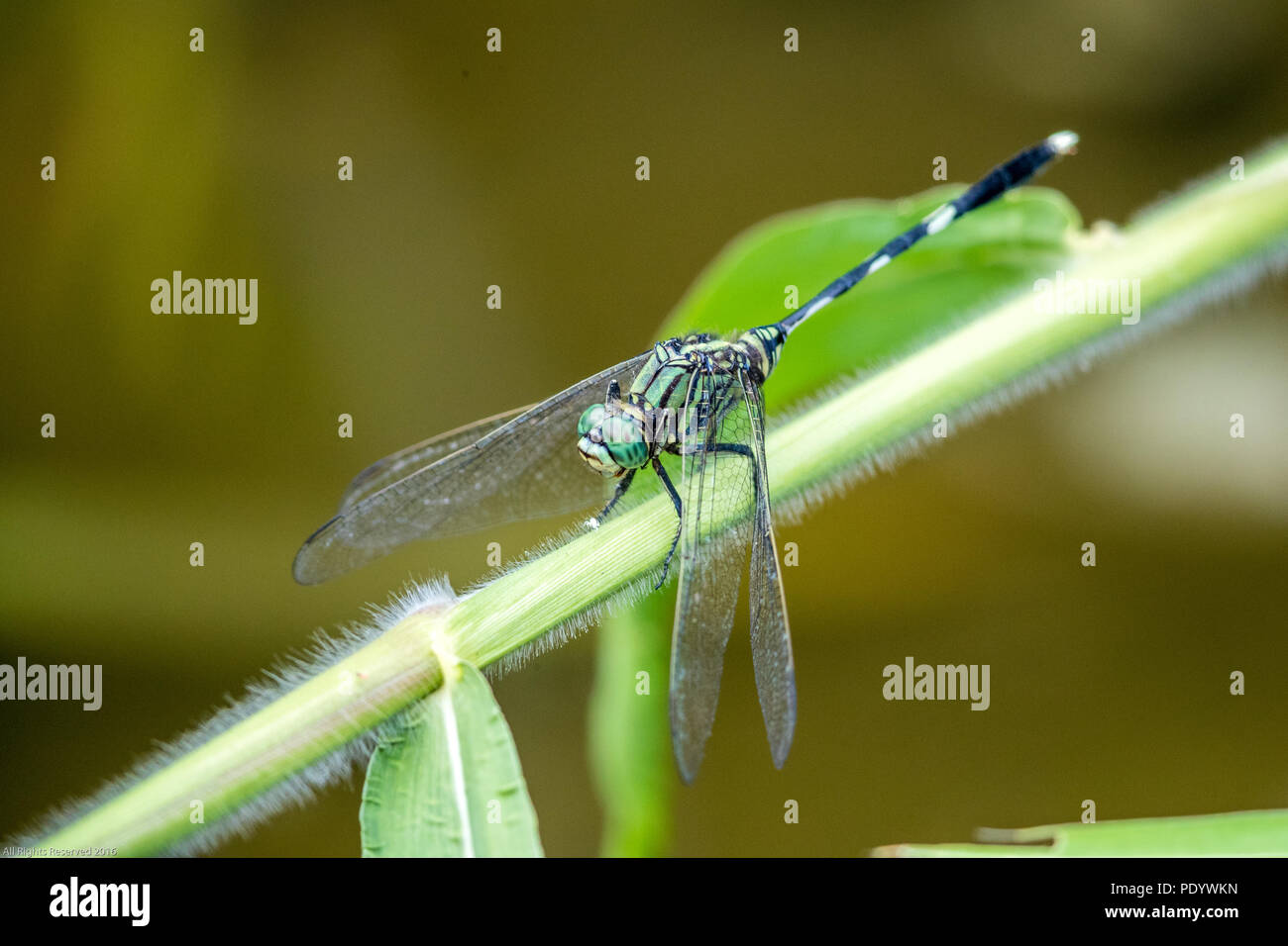 Ritratto di libellula - Verde skimmer Foto Stock
