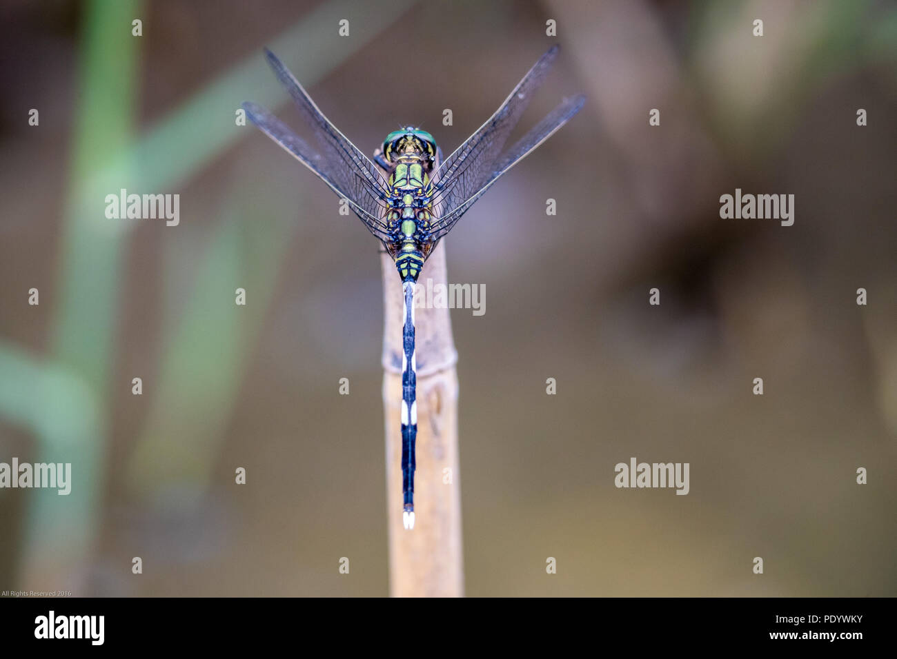 Ritratto di libellula - Verde skimmer Foto Stock