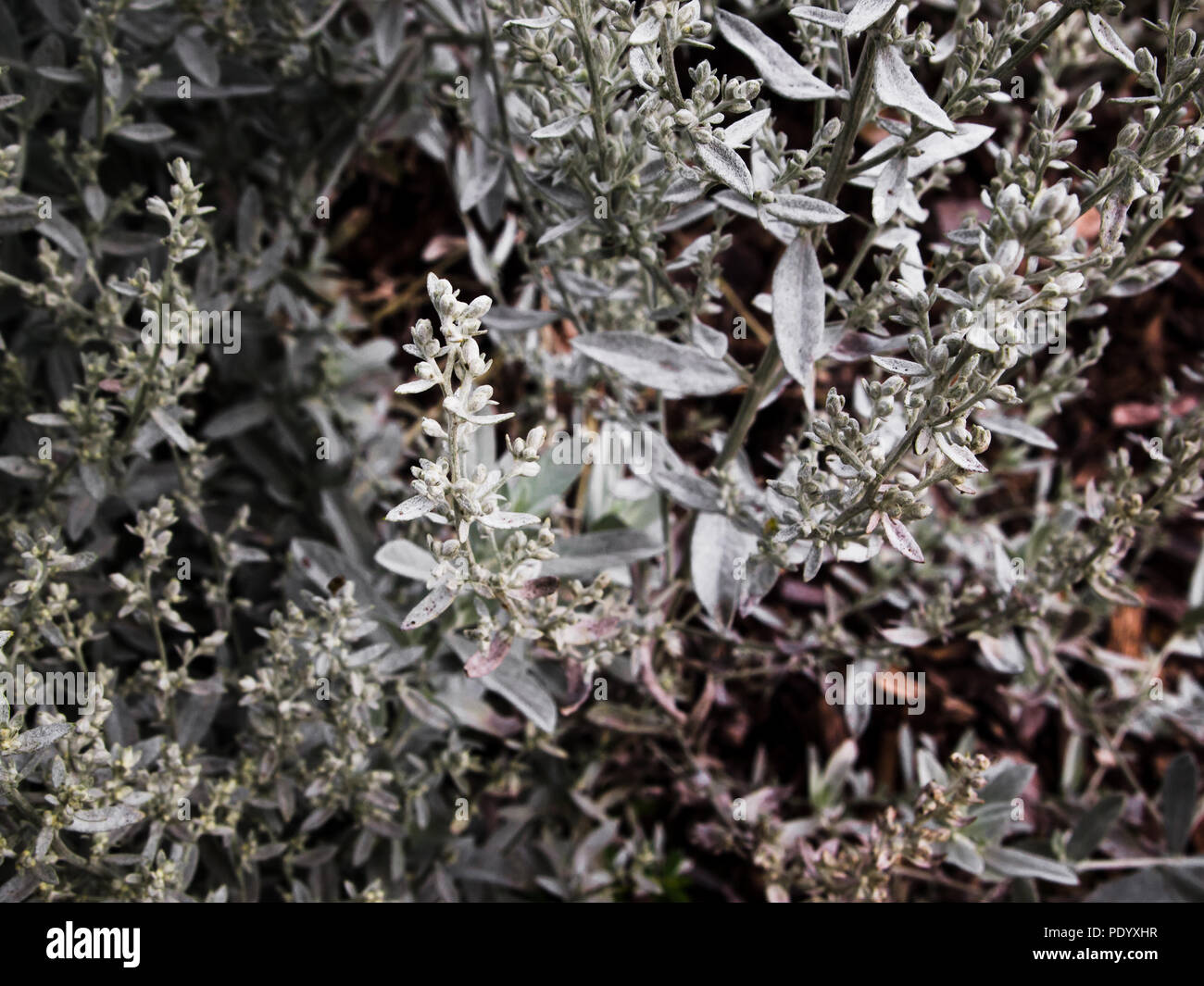 Argento Pianta di liquirizia Bush Foto Stock