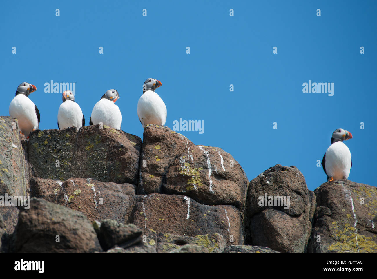 Una colonia di pulcinelle di mare atlantico (Fratercula arctica) sulla cima di una scogliera in Scozia Foto Stock