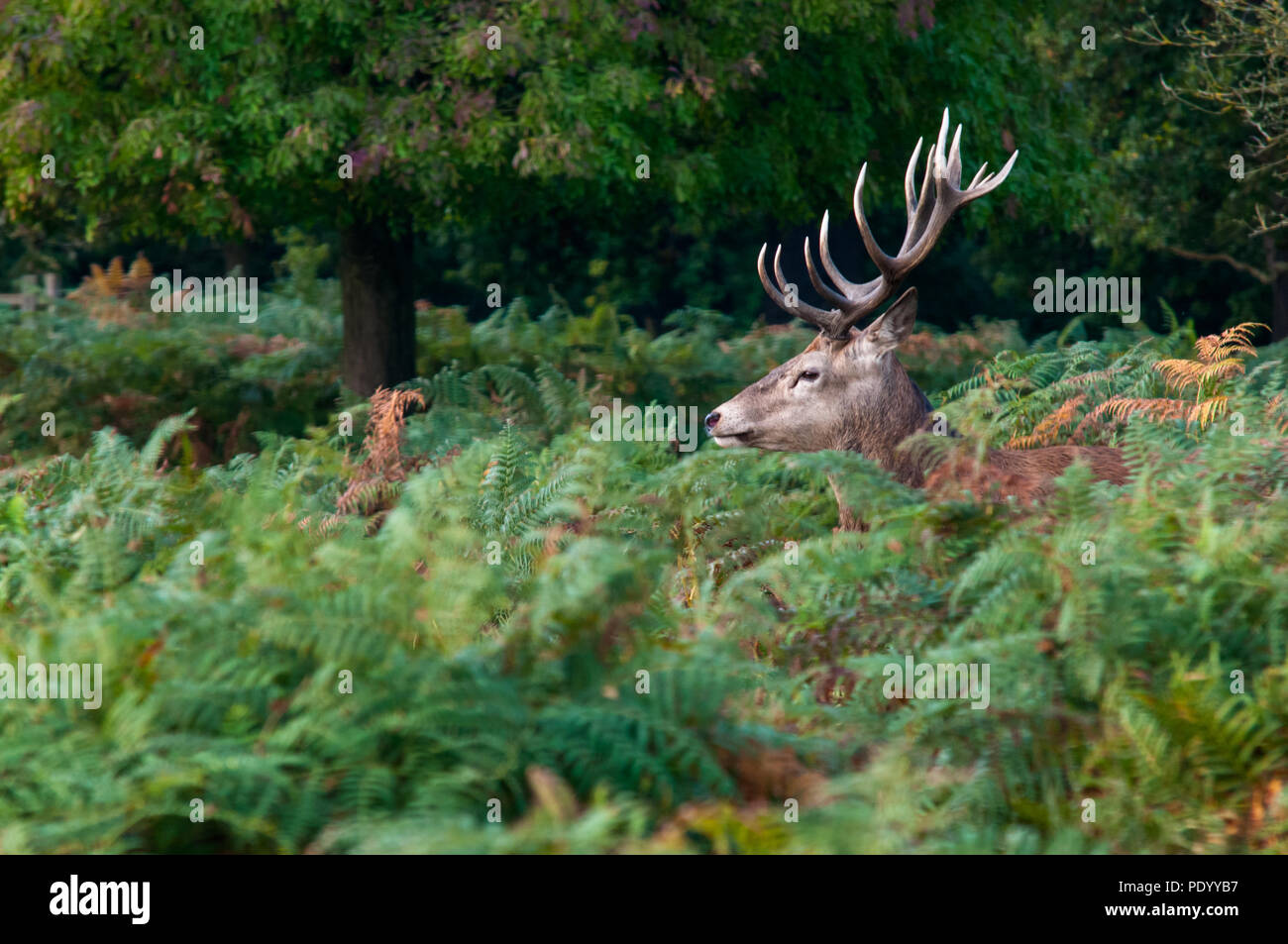 Un cervo (Cervus elaphus) in una radura in Scozia, visibile solo dalla spalla fino. Foto Stock