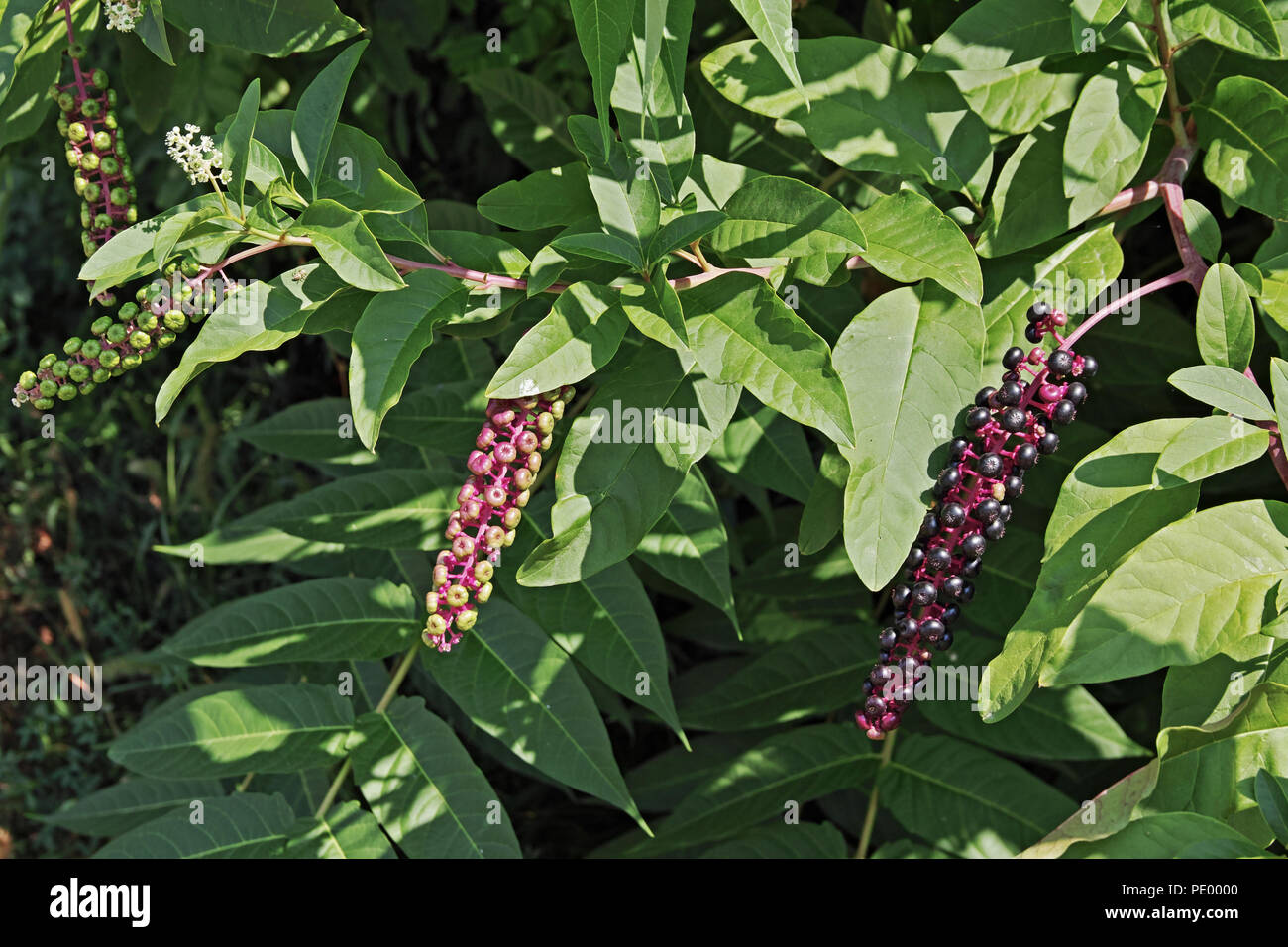 Phytolacca americana,american pokeweed, fogliame e mature e frutti immaturi Foto Stock