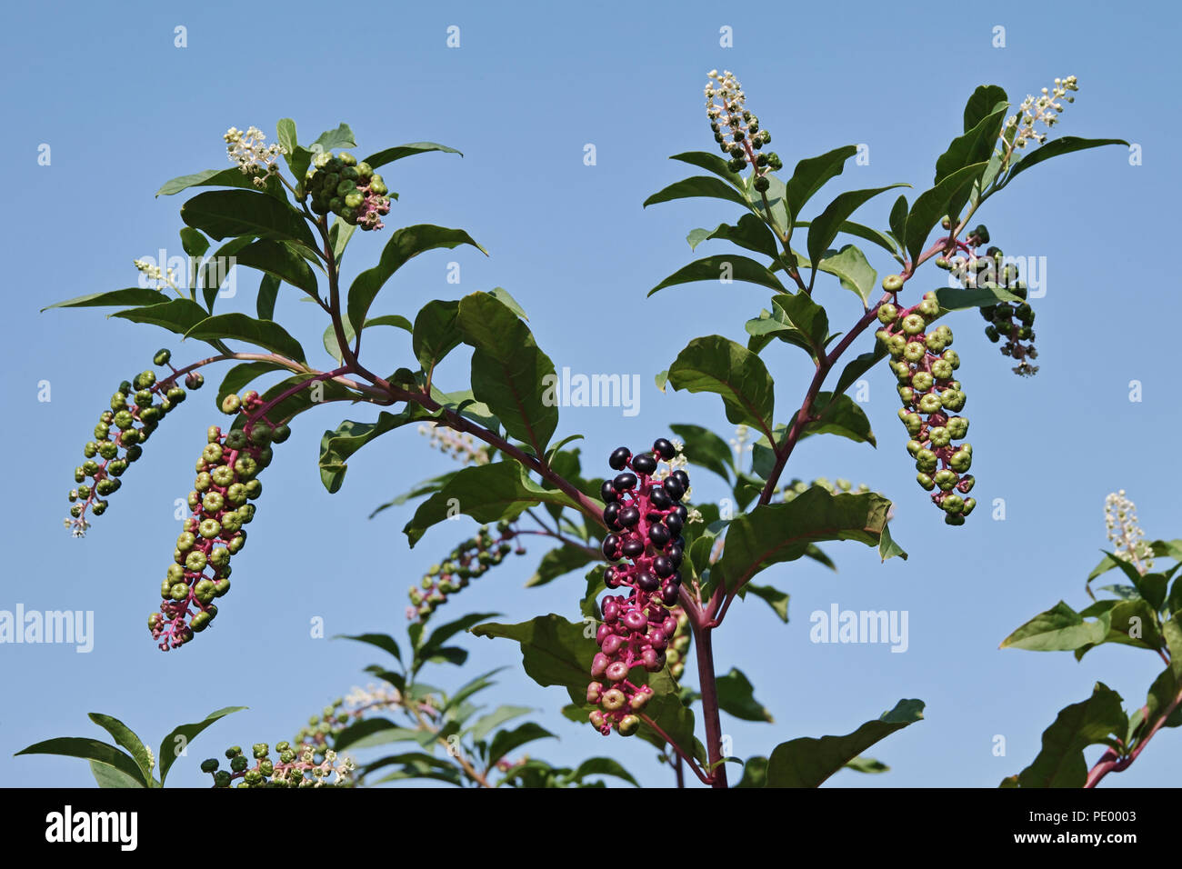 Pokeweed pianta con bacche a vari livelli di maturazione Foto Stock