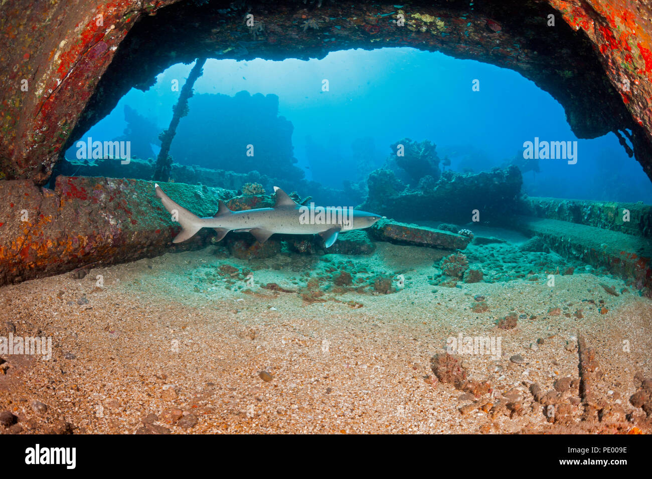 Un whitetip reef shark, Triaenodon obesus, nuota da alcuni dei resti della Mala Wharf che fu distrutta da una tempesta, Maui, Hawaii. Foto Stock