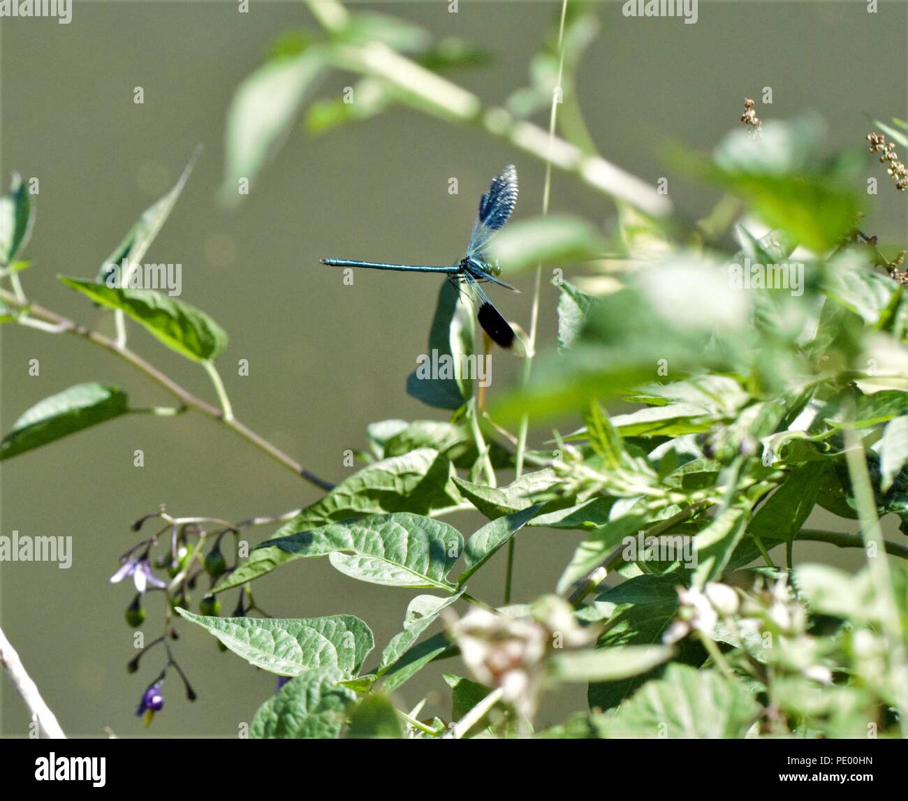 Il Marinaio Jolley Saltford Foto Stock