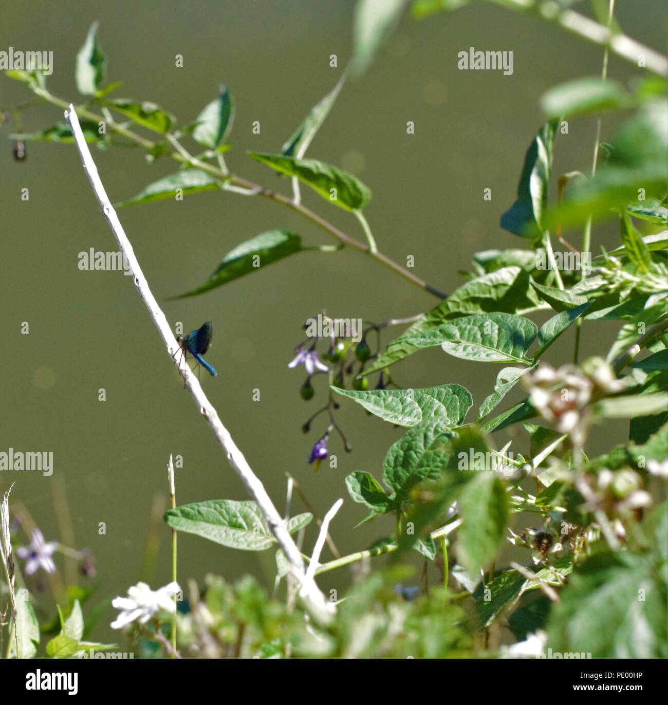 Il Marinaio Jolley Saltford Foto Stock