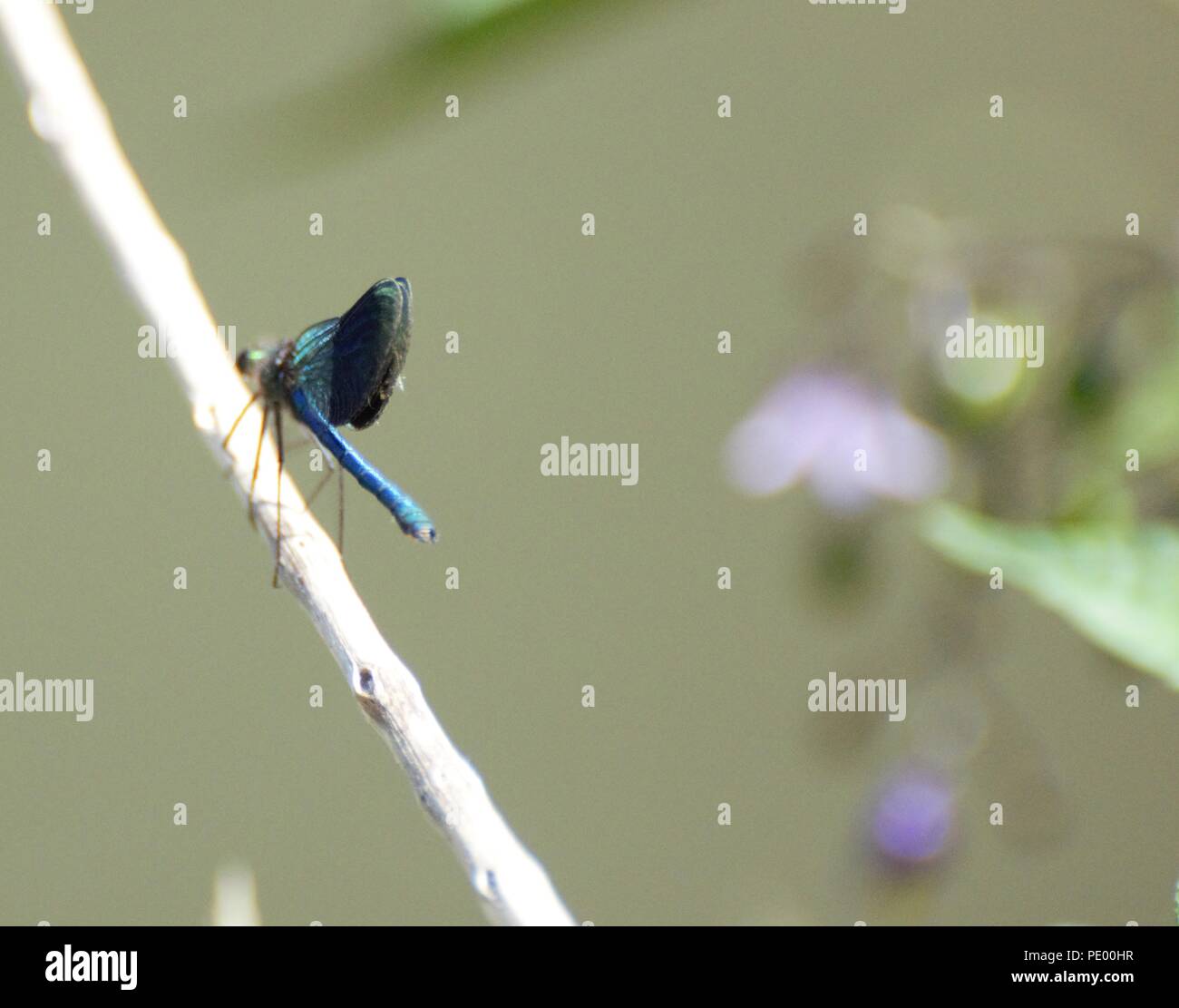 Il Marinaio Jolley Saltford Foto Stock