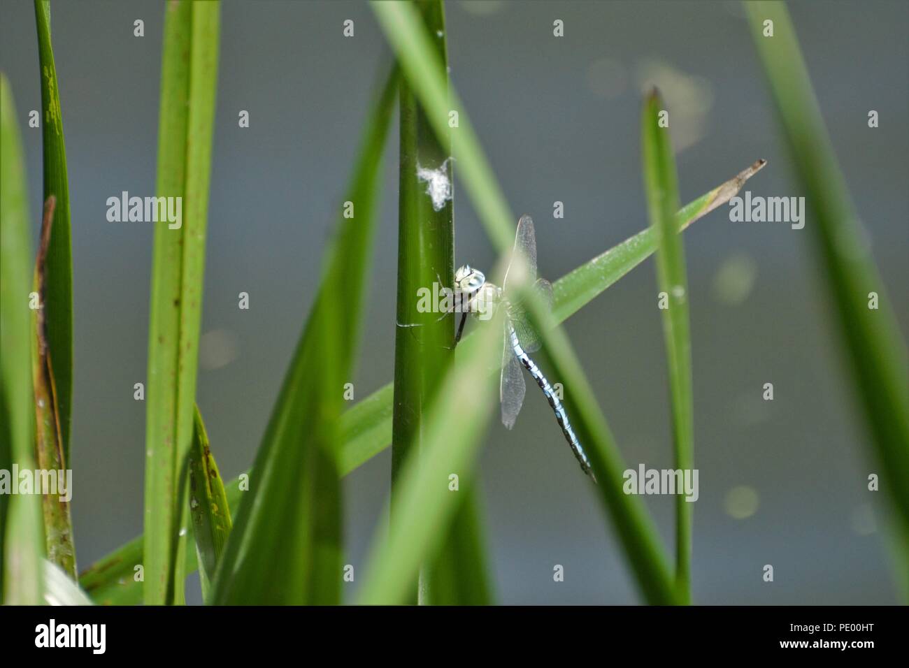 Il Marinaio Jolley Saltford Foto Stock
