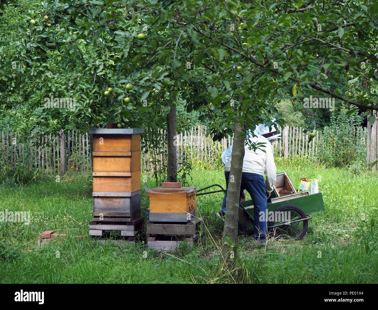Apicoltore al lavoro sotto un albero verde su un prato verde Foto Stock