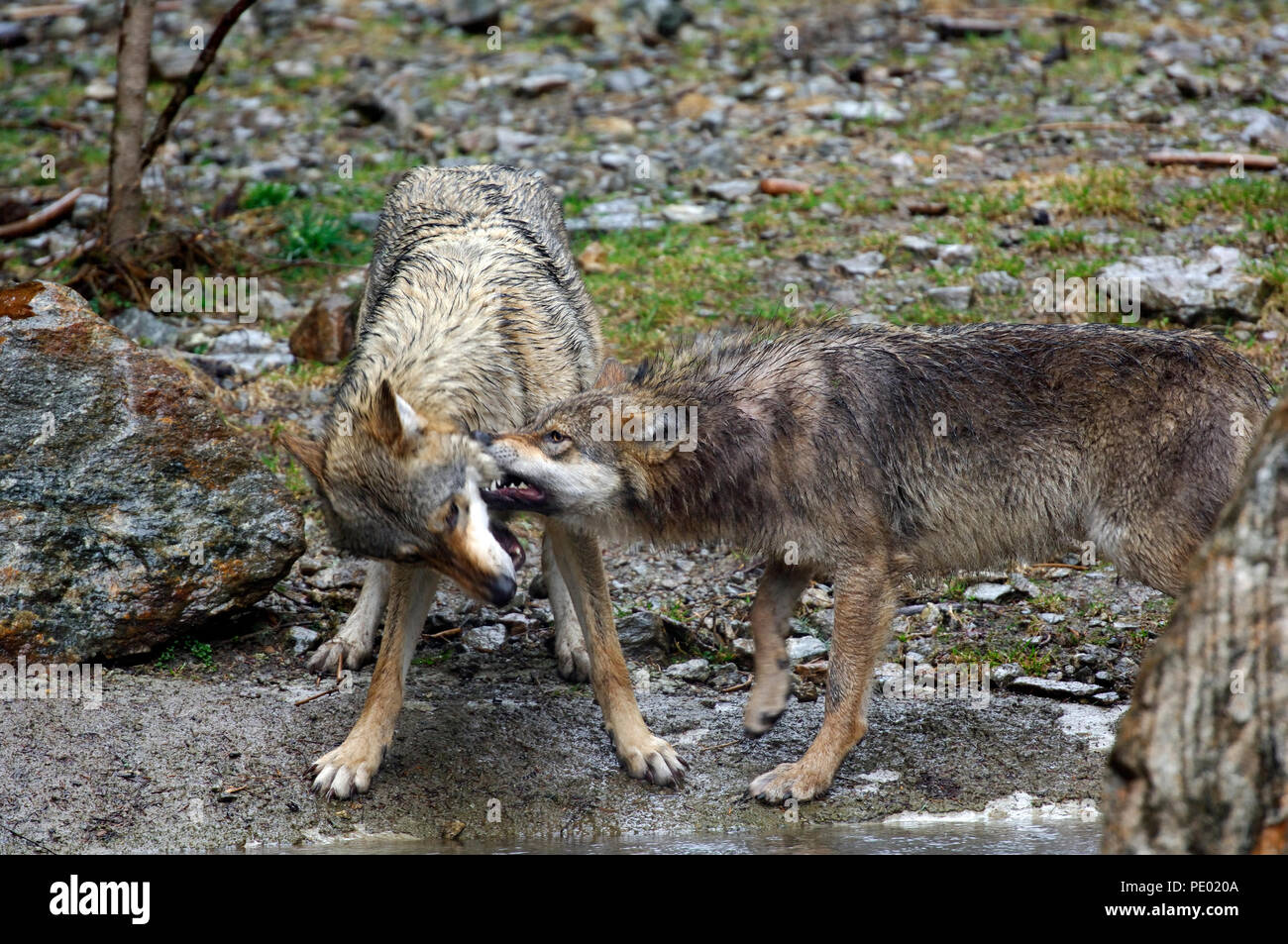 Unione Lupo (Canis lupus) - Dominazione Loup d'Europa Foto Stock
