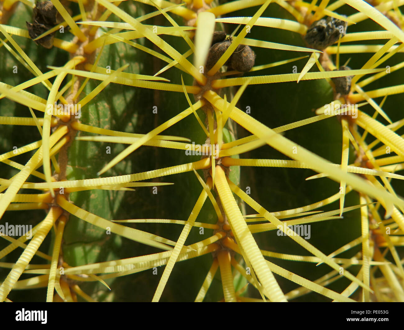 Close up abstract di spike su cactus Foto Stock