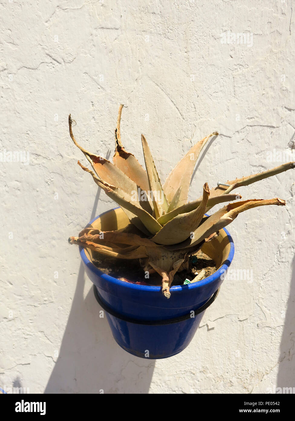 Asciugata cactus nel piatto sulla parete Foto Stock