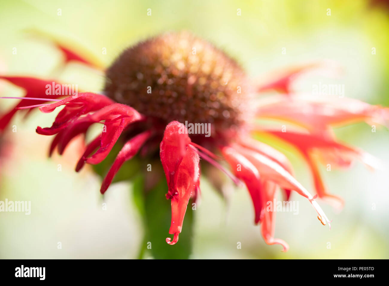 Bee balm petali con una profondità di campo ridotta Foto Stock