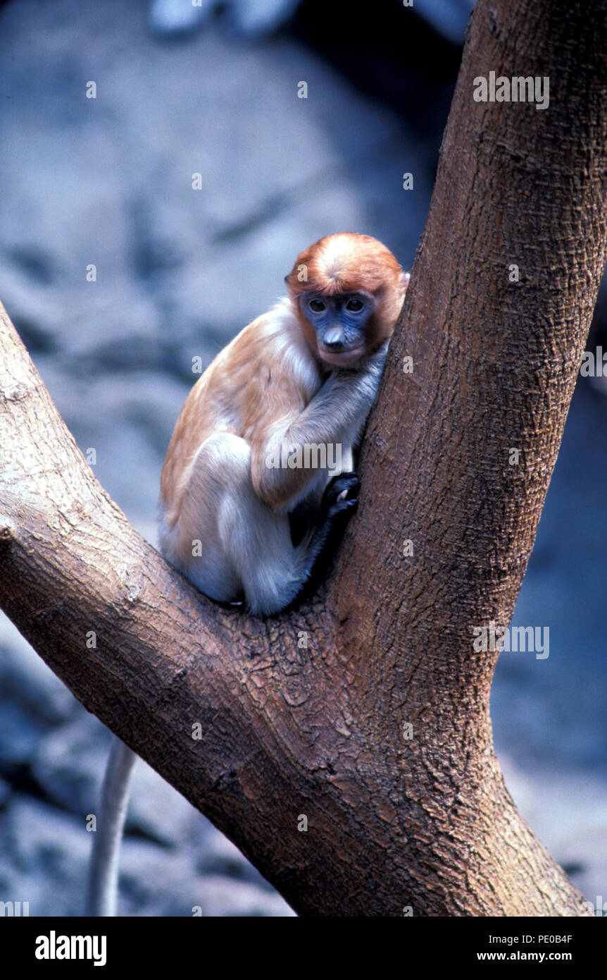 Non 684313 PROBOSCIDE MONKEY Nasalis larvatus giovane scimmia del Vecchio Mondo Foto Stock