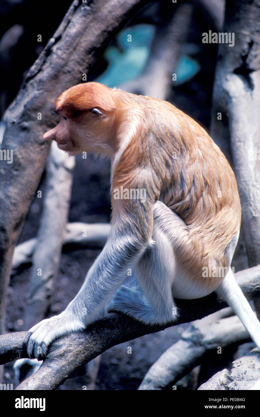 Non 95208 PROBOSCIDE MONKEY Nasalis larvatus scimmia del Vecchio Mondo Foto Stock