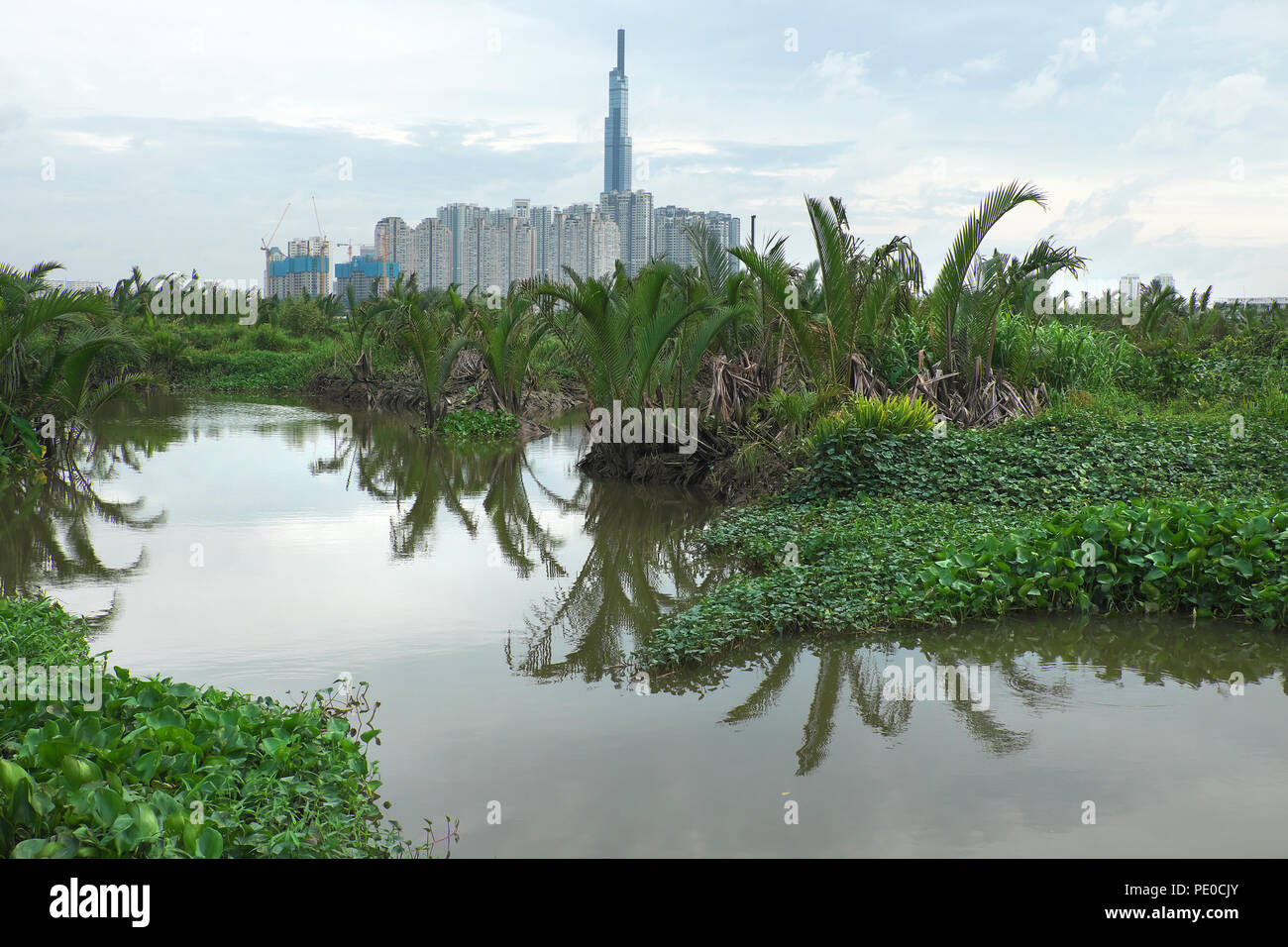 Punto di riferimento 81 vista dal distretto 2, un edificio più alto a Ho Chi Minh City, Vietnam, un grattacielo progetto con marsh piena nipa e acqua hyacinch foregr Foto Stock