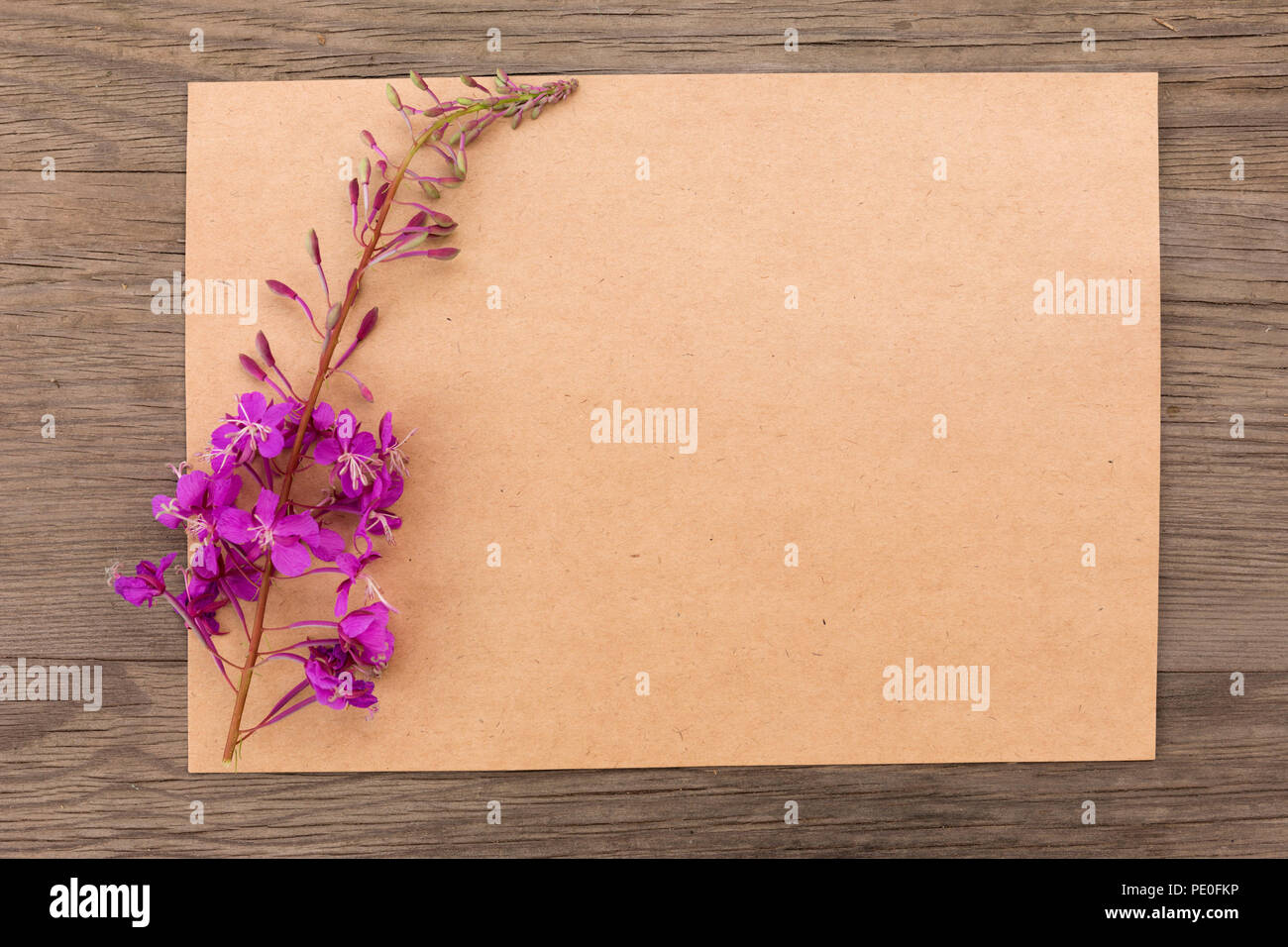 Blooming sally fiori viola con artigianato Carta vuota sul vecchio grunge sfondo di legno. Vista dall'alto. In stile minimalista mockup. Foto Stock