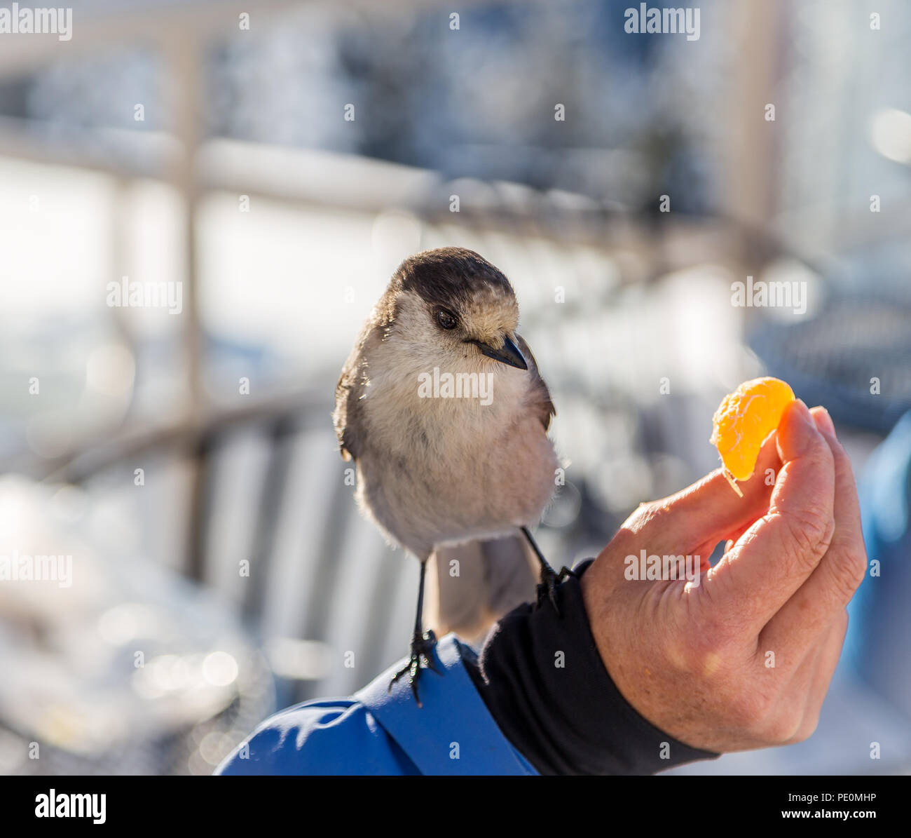 Bird arroccato su una mano di mangiare un mandarino. Foto Stock