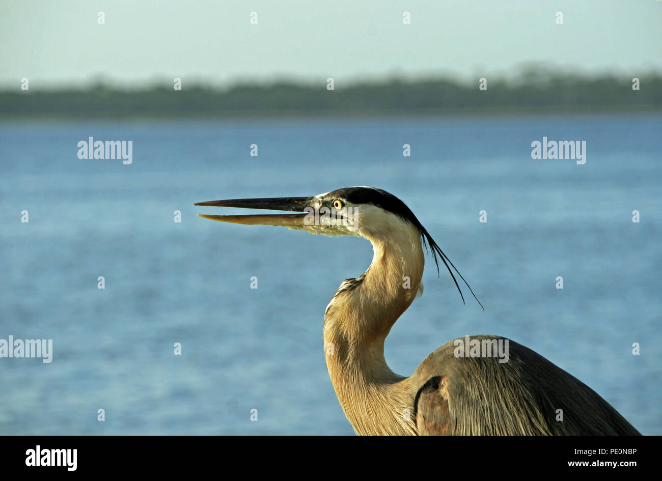 Heron close up sullo sfondo della baia Foto Stock
